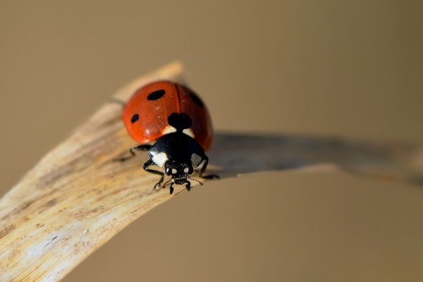 COCCINELLE