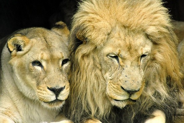 LION ET LIONNE