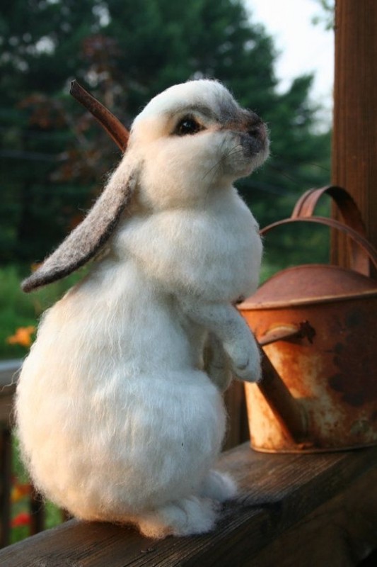 LAPIN