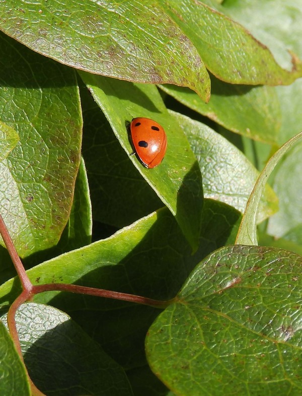 COCCINELLE