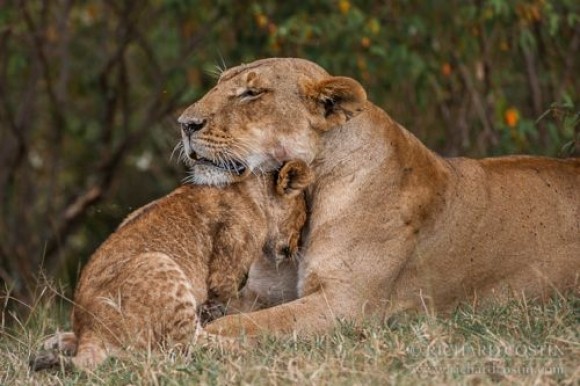 LIONNE ET LIONCEAU