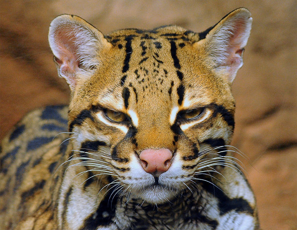 OCELOT