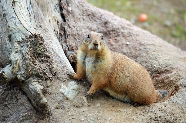 MARMOTTE