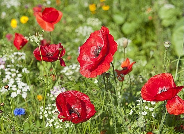 COQUELICOTS