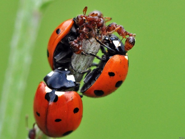 COCCINELLE 3