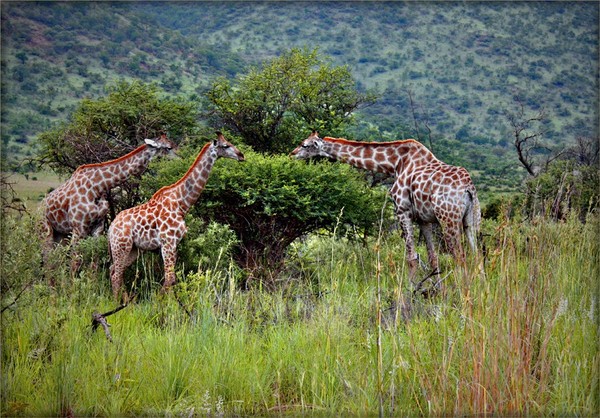 GIRAFES