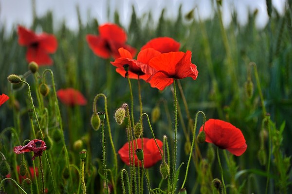 COQUELICOTS