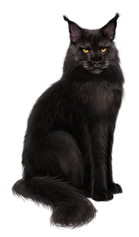 CHAT 7