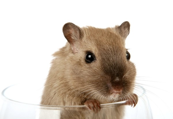 SOURIS RAT HAMSTER... 2