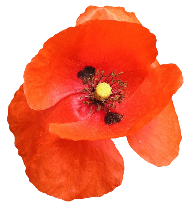 COQUELICOT