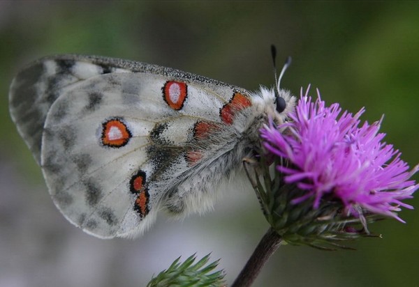 PAPILLON