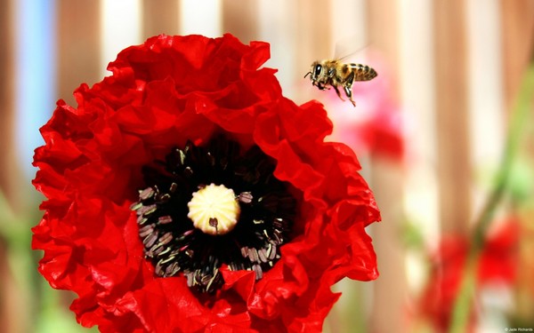 COQUELICOTS