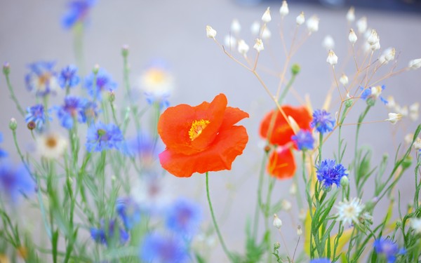 COQUELICOTS