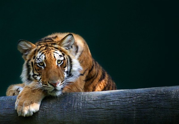 TIGRE