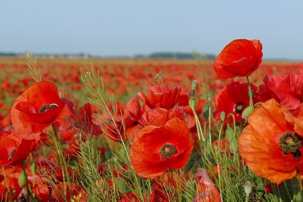 COQUELICOTS 2
