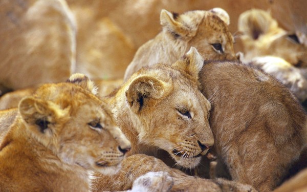 LIONNES