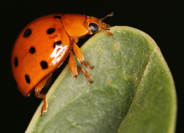 COCCINELLE 2