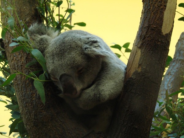 KOALA