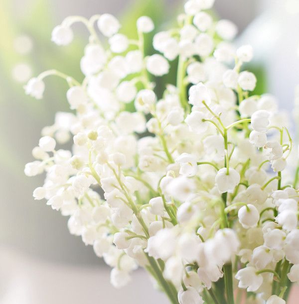 MUGUET 