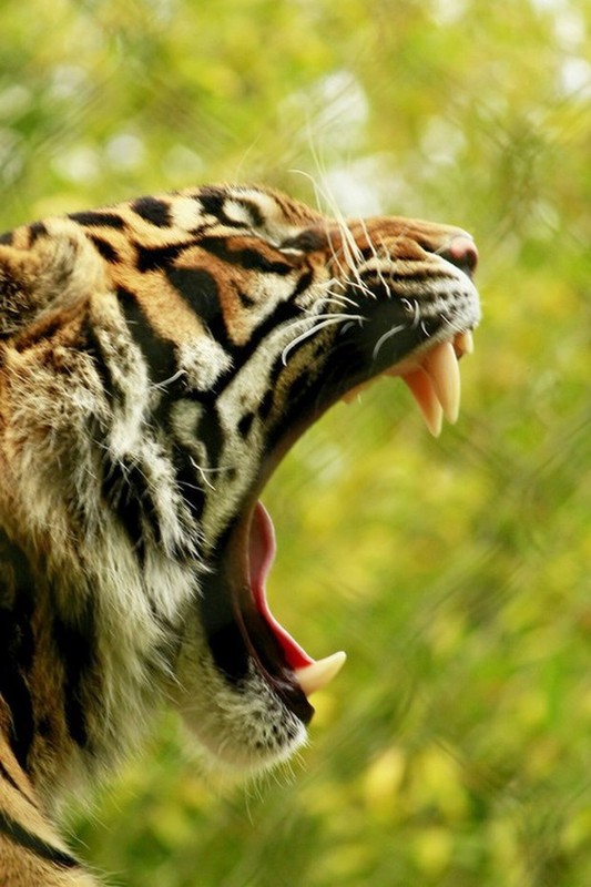 TIGRE