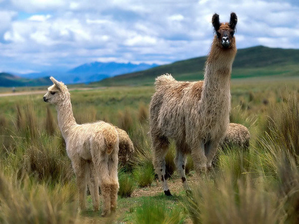 LAMAS