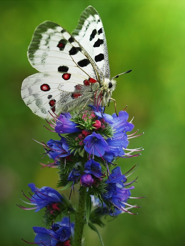 PAPILLON