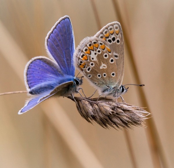 PAPILLONS