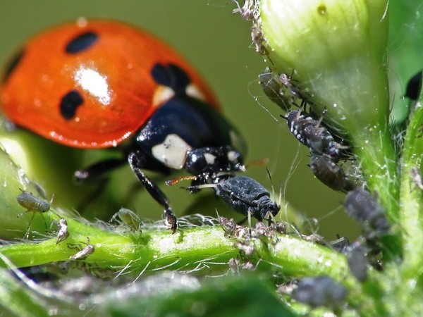 COCCINELLE