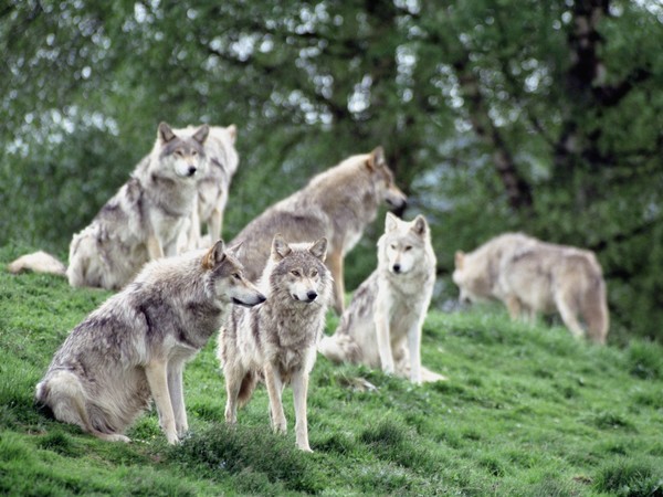 LOUPS