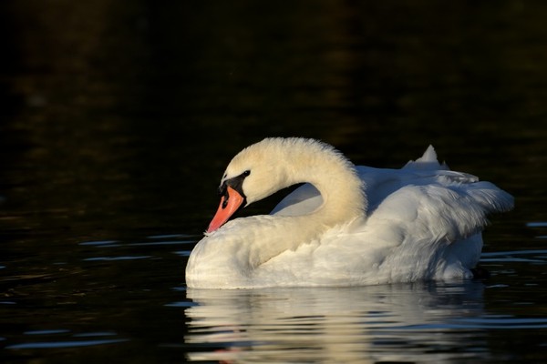 CYGNE