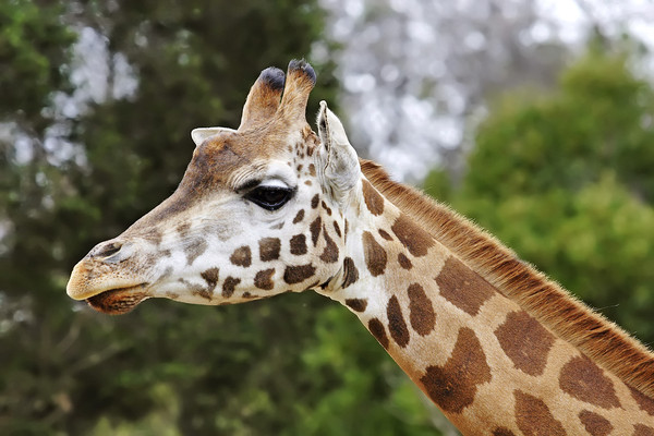 GIRAFE