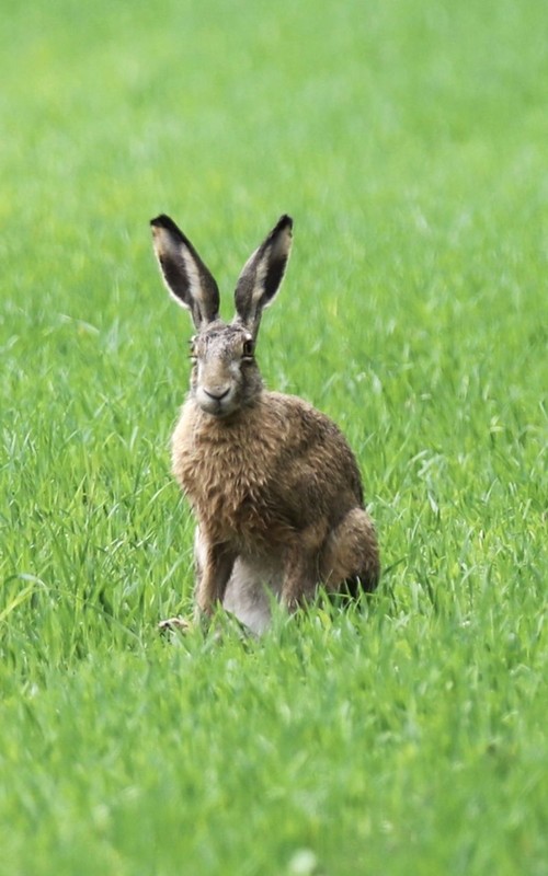 LAPIN 2