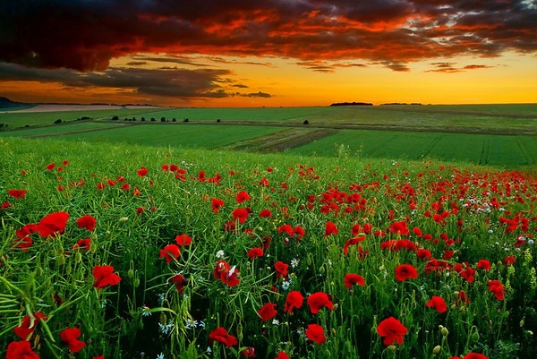 COQUELICOTS