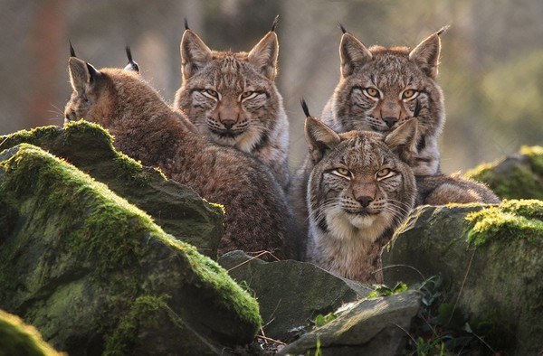 LYNX