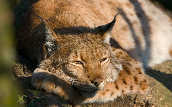 LYNX