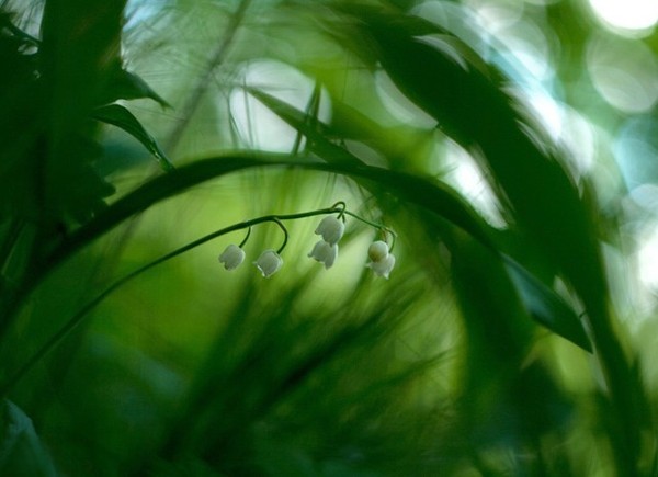 LE MUGUET