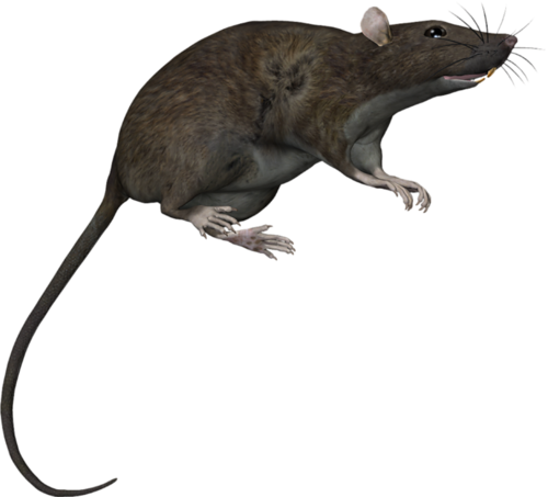 RAT