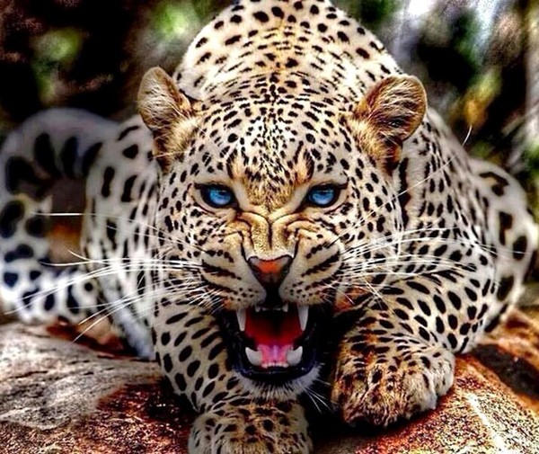 LEOPARD