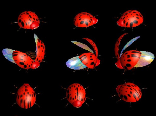 COCCINELLES