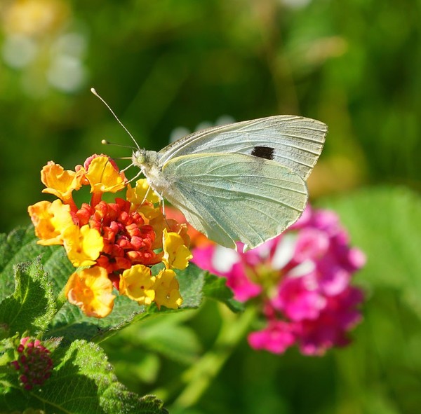 PAPILLON