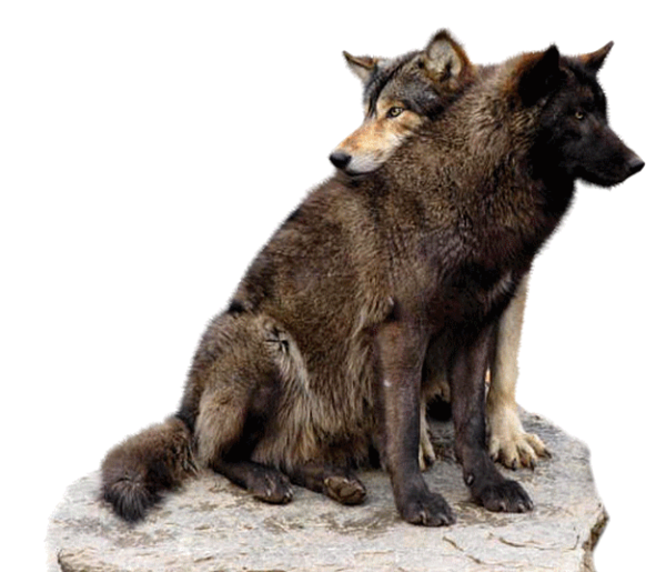 LOUPS