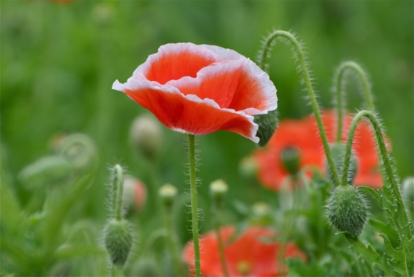 COQUELICOTS