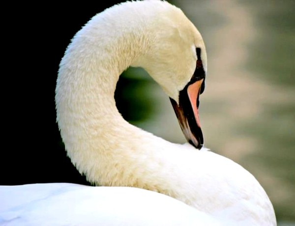 CYGNE