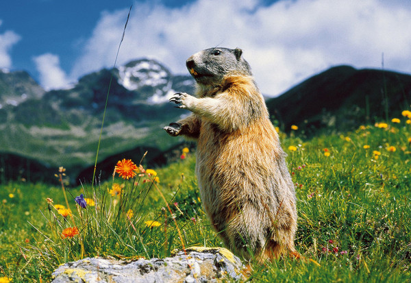 MARMOTTE