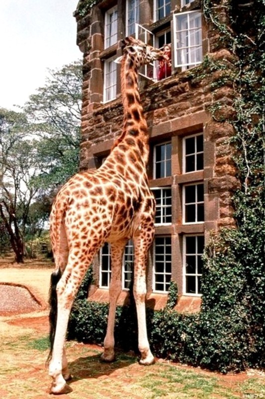 GIRAFE