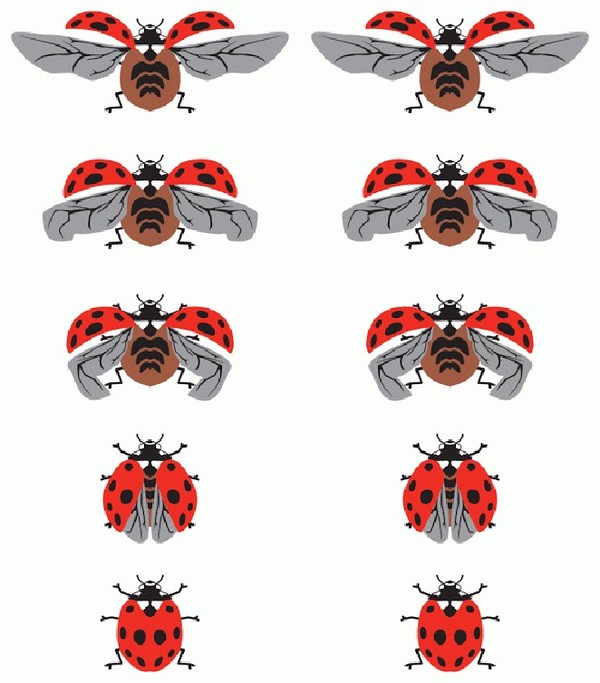 COCCINELLES