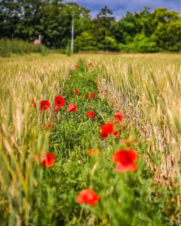 COQUELICOTS 2
