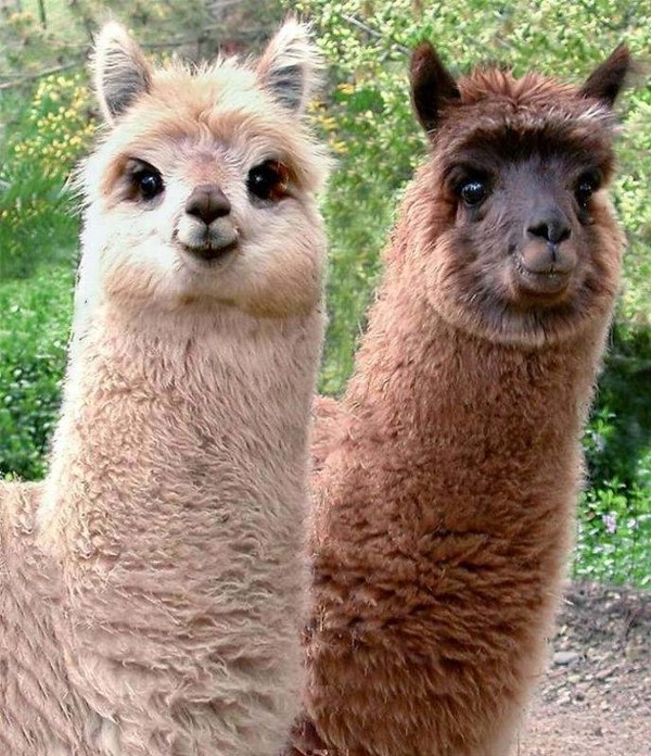 LAMAS