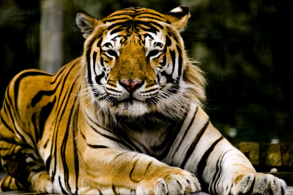 TIGRE