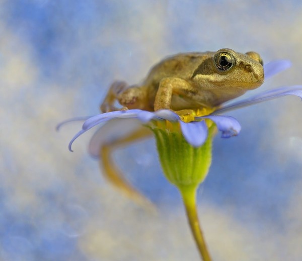 GRENOUILLE